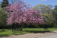 Cjp_2015_04_18_122632.jpg