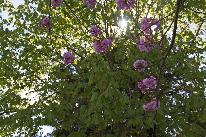 Cjp_2015_04_18_130254.jpg