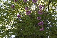 Cjp_2015_04_18_130254.jpg