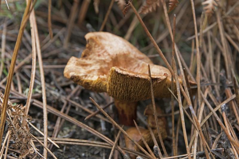 Cjp_2015_11_17_114056.jpg