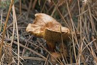 Cjp_2015_11_17_114056.jpg