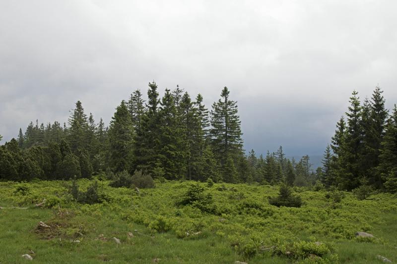 Cjp_2016_06_08_131250.jpg
