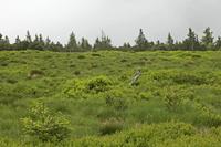 Cjp_2016_06_08_131158.jpg