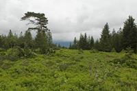 Cjp_2016_06_08_133500.jpg