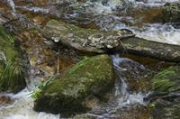 Cjp_2016_06_08_155007.jpg