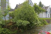 Cjp_2016_06_09_054618.jpg