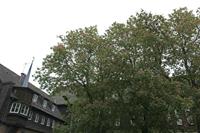 Cjp_2016_06_09_074008.jpg