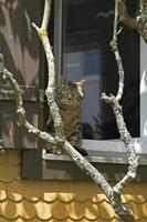 Cjp_2016_06_09_120146.jpg