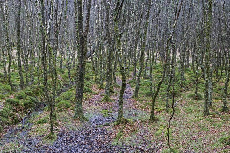Cjp_2017-03-17_150146.jpg
