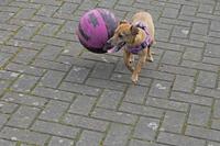 Cjp_2017-03-19_151606.jpg