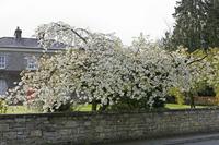 Cjp_2017-04-03_155718.jpg