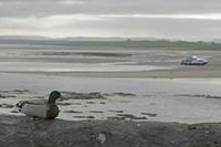 Cjp_2017-04-04_081500.jpg