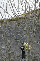 Cjp_2017-04-04_083322.jpg