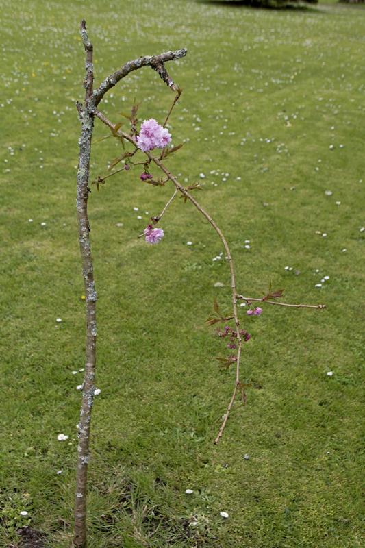 Cjp_2017-04-11_132612.jpg