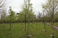 Cjp_2017-04-11_132246.jpg