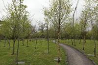Cjp_2017-04-11_132250.jpg