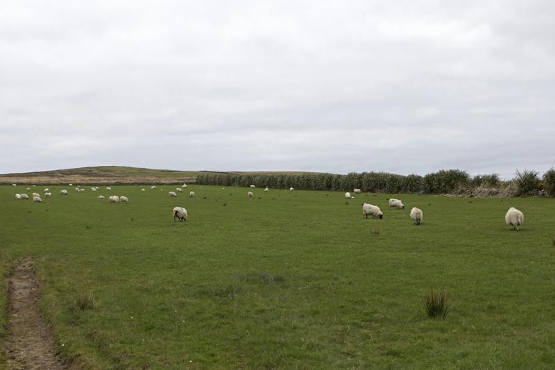 Cjp_2017-04-11_155210.jpg