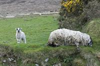 Cjp_2017-04-12_063636.jpg