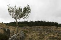 Cjp_2017-04-14_091054.jpg