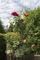 Cjp_2017_06_10_093317.jpg