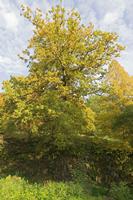 Cjp_2019_10_14_065404.jpg