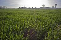 Cjp_2012_03_30_070204_2.jpg